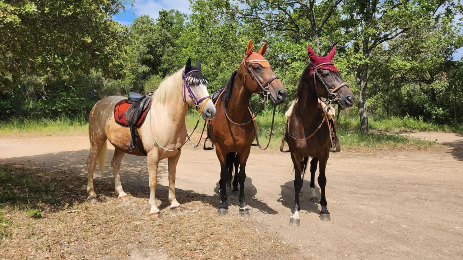 La Cabane Aux Chevaux Varages Ngoại thất bức ảnh